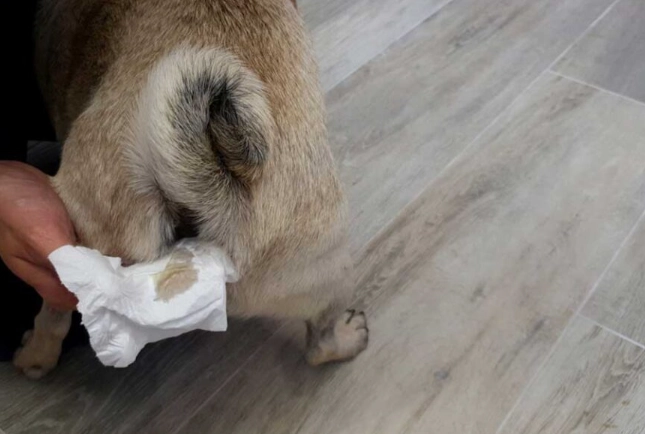 dog gland infection treatment