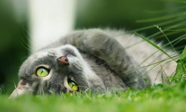 lost cat return rate