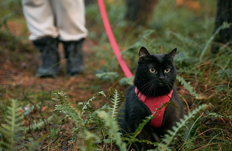 leash training a cat