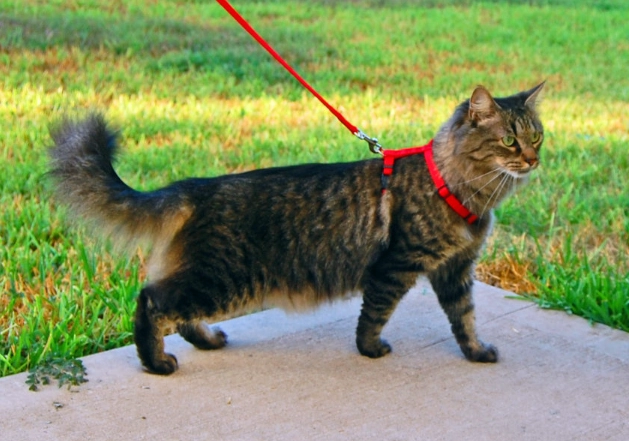 leash train a cat