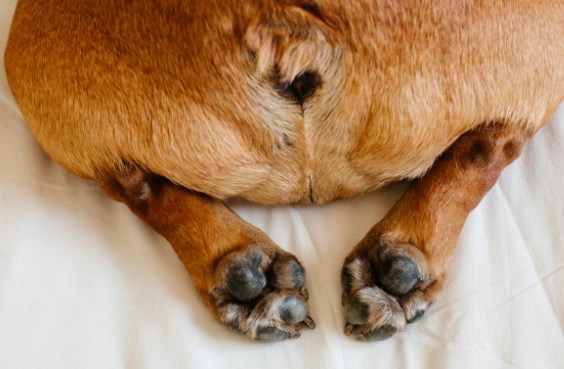 how do you treat a gland infection in a dog
