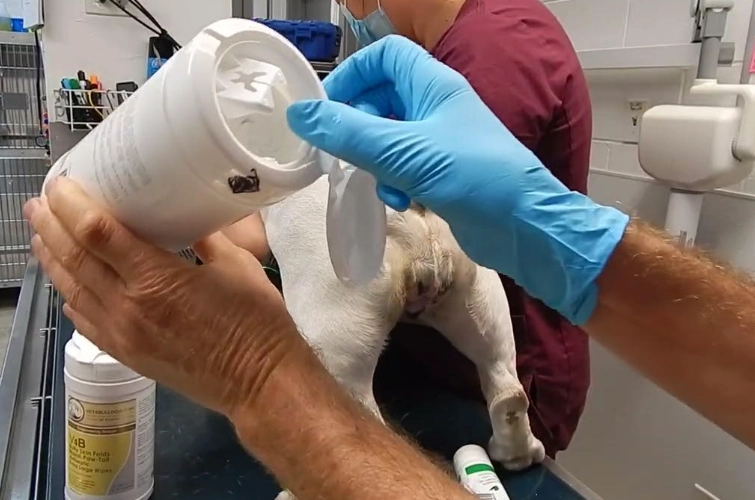 dog anal gland expression