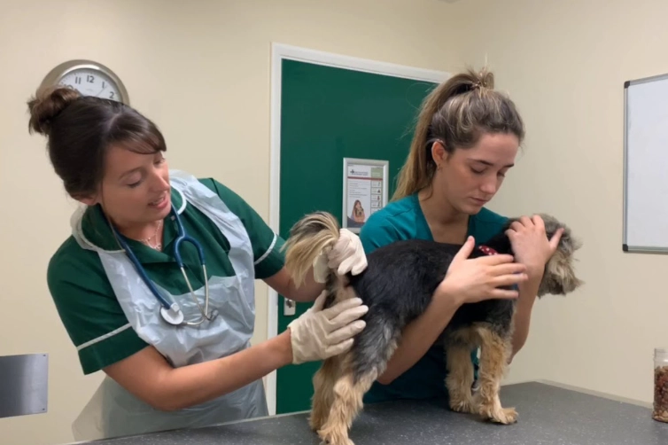 how to express dog glands