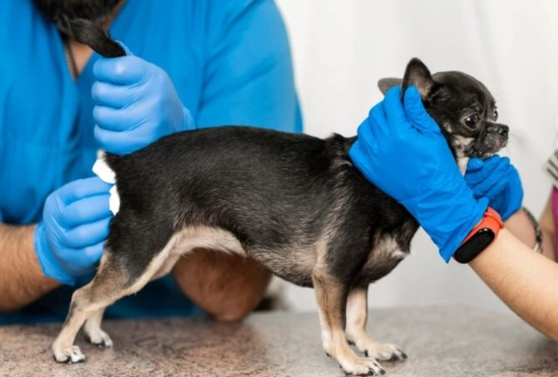 anal gland problems in dogs