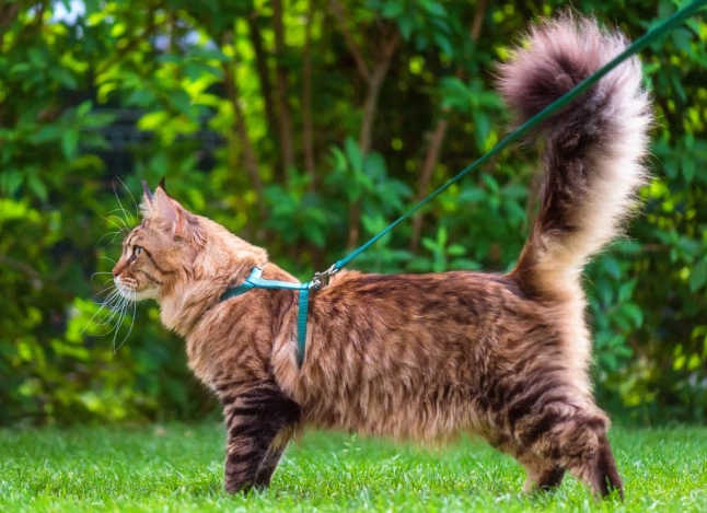 how to harness a cat how to harness a cat
