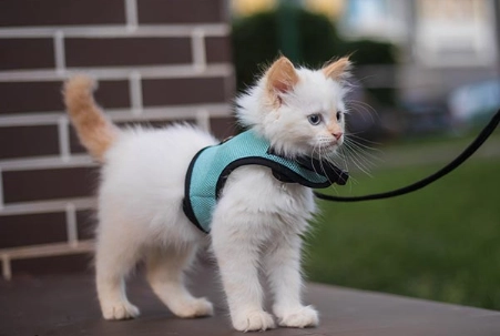 cat harness training