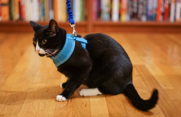 is it safe to walk a cat on a leash is it safe to walk a cat on a leash