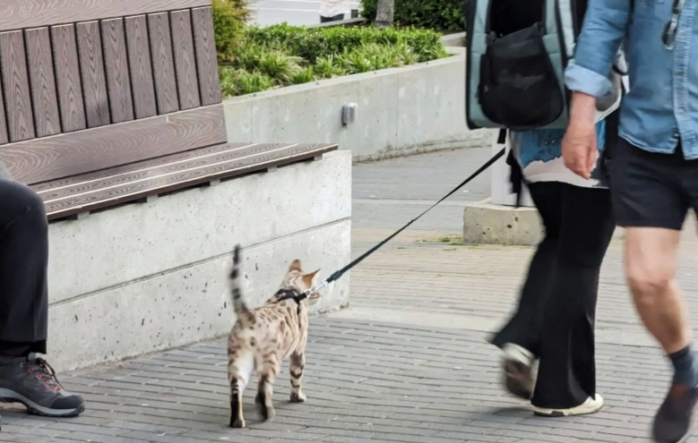 cat leash training cat leash training