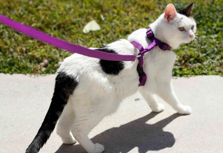 walk cat on leash