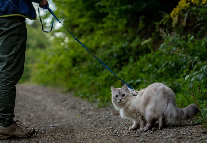 how to harness a cat how to harness a cat