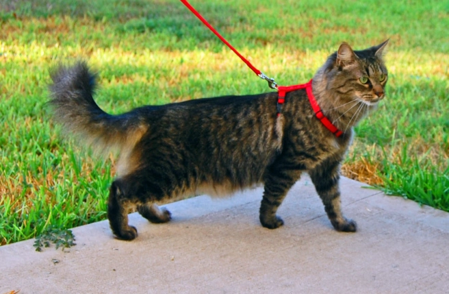 is it safe to walk a cat on a leash is it safe to walk a cat on a leash