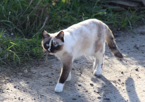 missing cat behavior