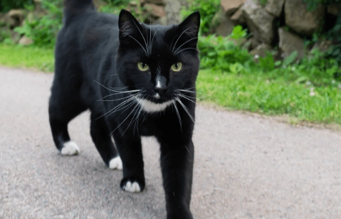 how to find a lost cat