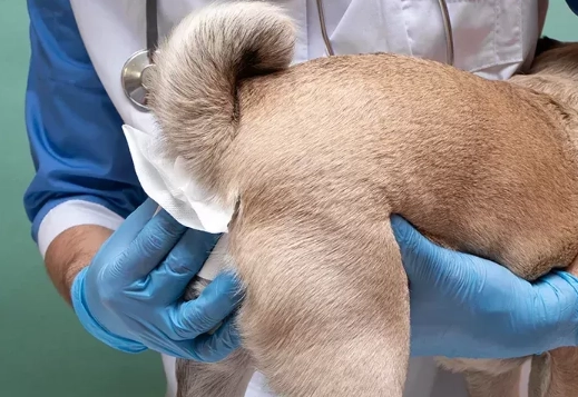 how to express dog glands