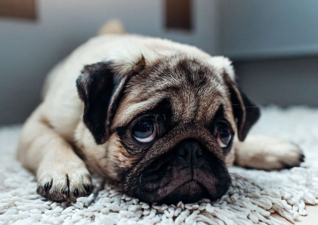 canine digestive issues