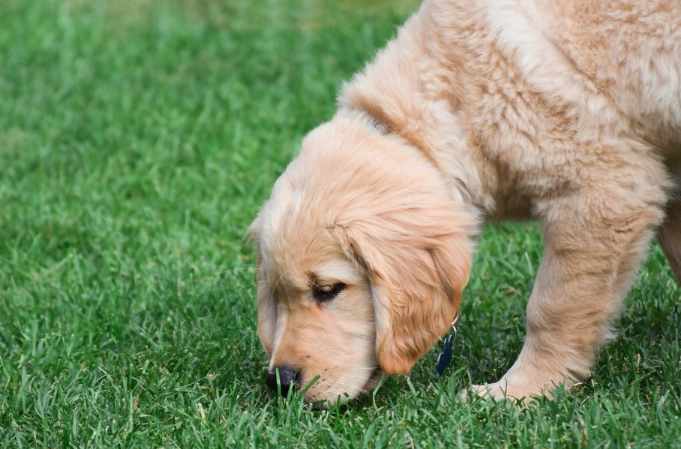 how to potty train a puppy on pads