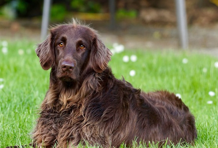 dog diarrhea and vomiting home remedies