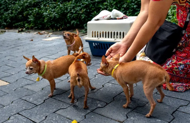 canine digestive issues