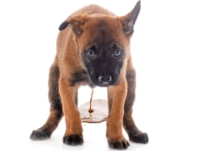 dog diarrhea and vomiting home remedies