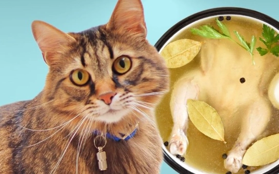 how to make chicken broth for cats