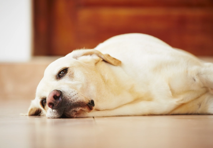 what to feed a dog with upset stomach