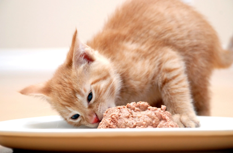 cat daily calorie needs cat daily calorie needs