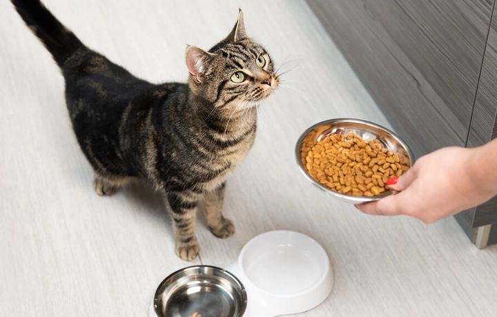 cat daily food intake cat daily food intake