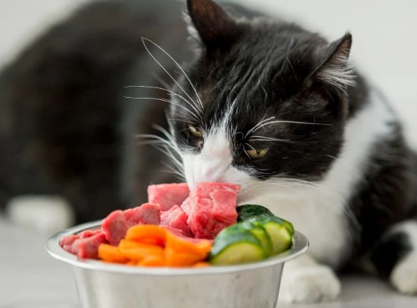 how much to feed a cat