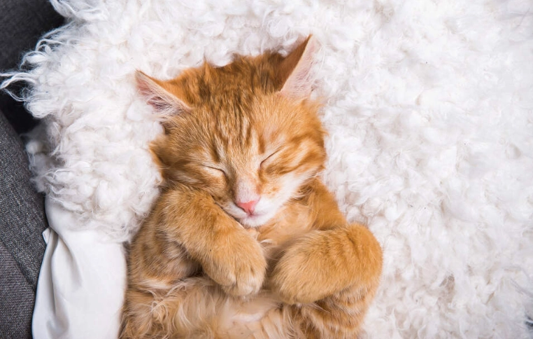 cat feeding calculator cat feeding calculator