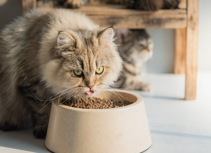 how much dry food to feed a cat how much dry food to feed a cat