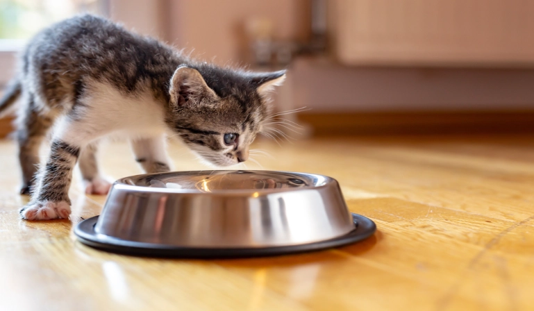 cat daily calorie needs cat daily calorie needs