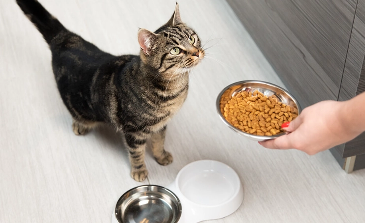 how much to feed a cat