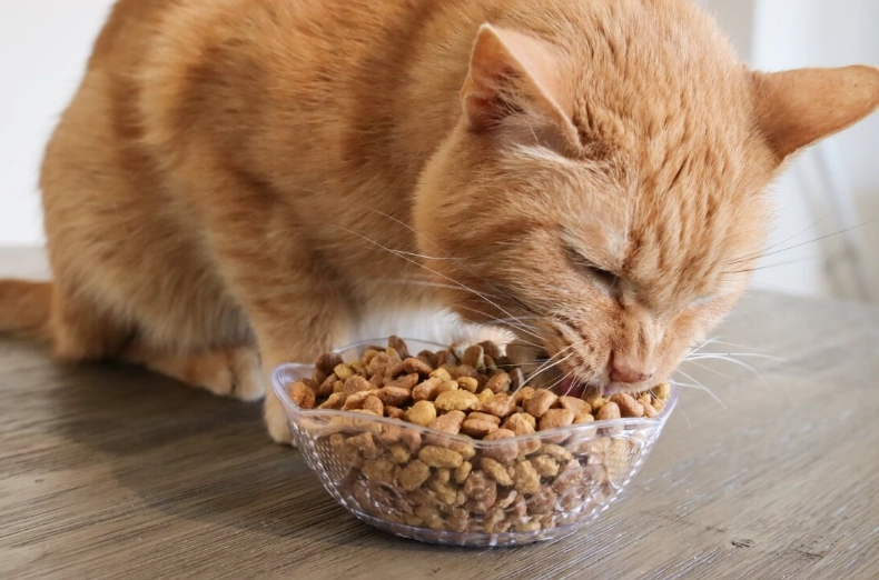 how much to feed a cat