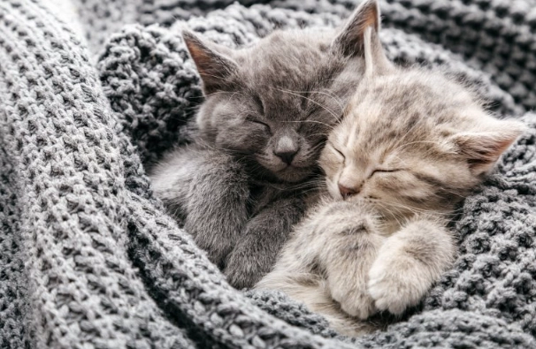 cat feeding chart by weight cat feeding chart by weight