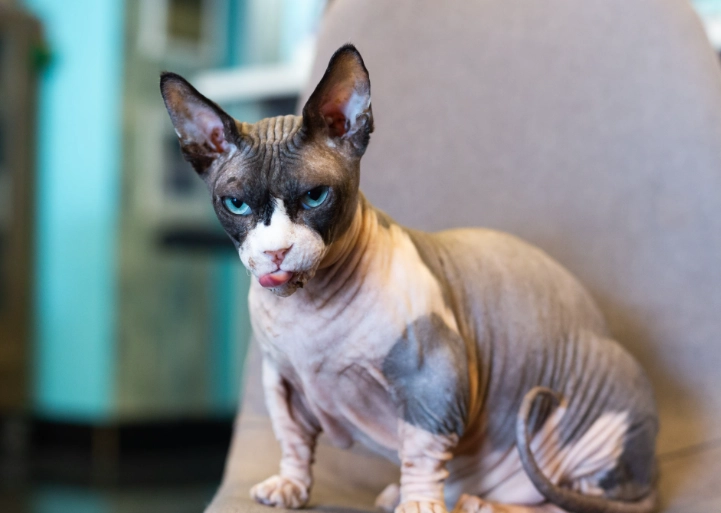 cat diet plan for weight loss