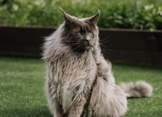 how much to feed cat to lose weight