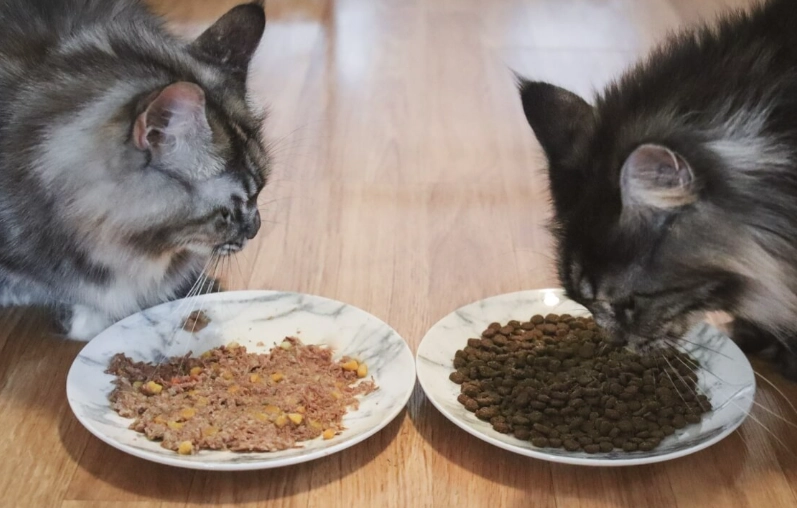 dry cat food amount per day dry cat food amount per day