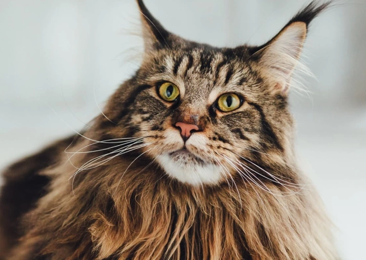 how much to feed a cat how much to feed a cat