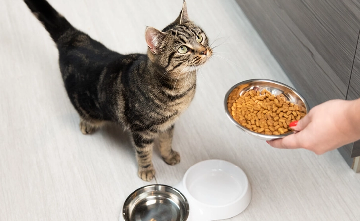 cat diet plan for weight loss