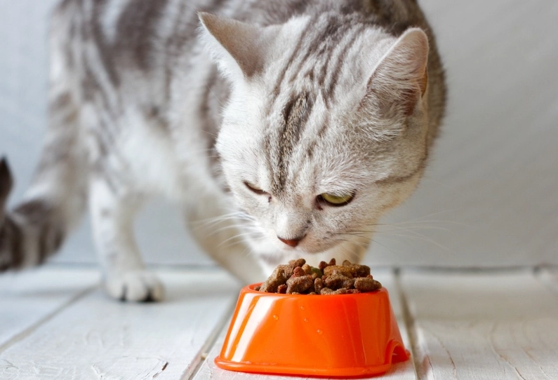 how much to feed a cat how much to feed a cat