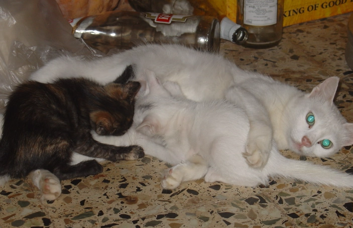 how much should I feed my cat