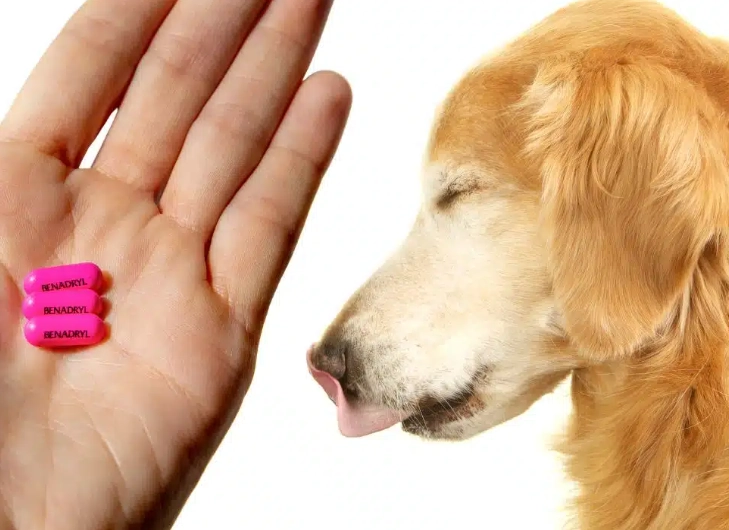 dog ate bee Benadryl dog ate bee Benadryl