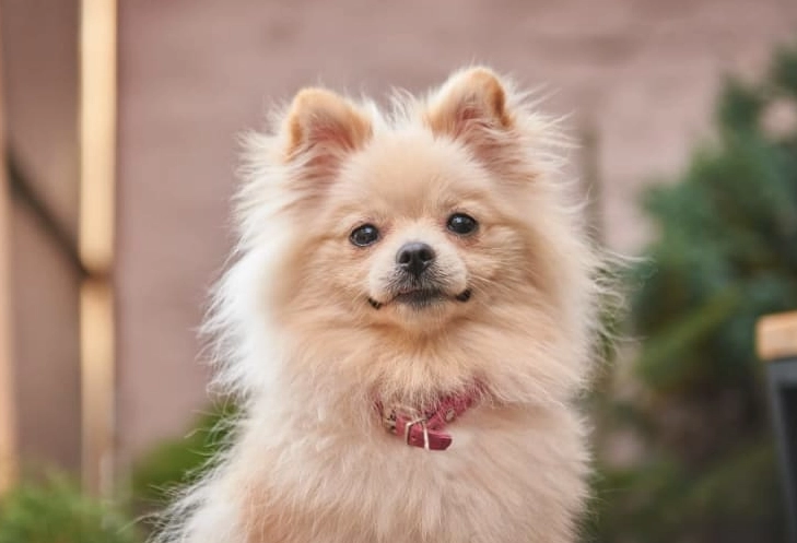 signs of bee sting in dogs