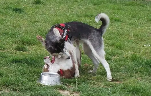 dog mounting dominance dog mounting dominance