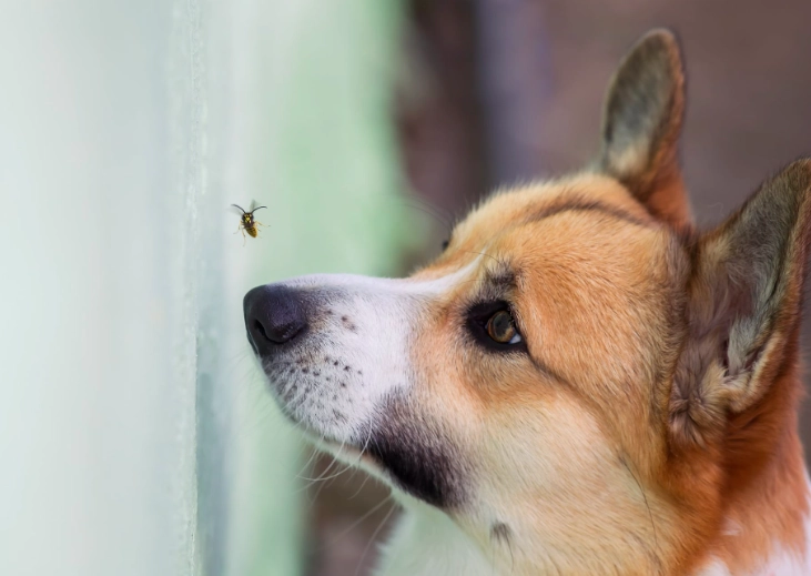 signs of bee sting in dogs