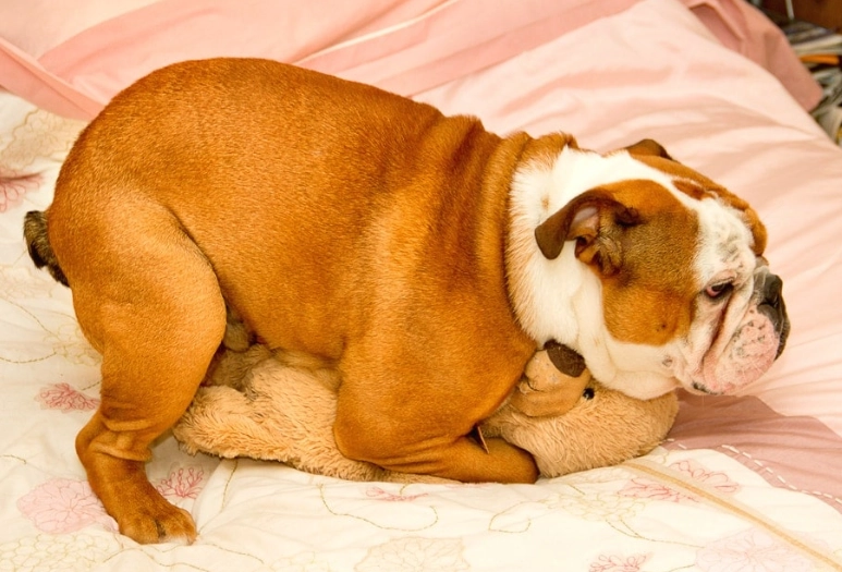 how to stop dog hump how to stop dog hump