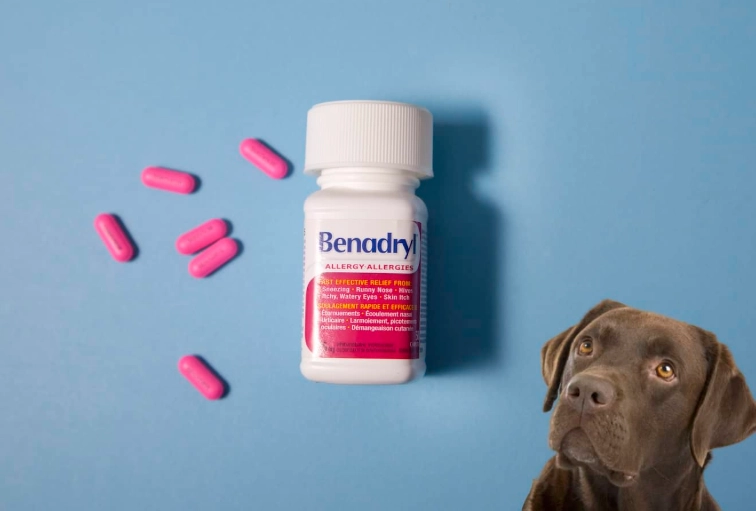 can I give my dog Benadryl for a bee sting can I give my dog Benadryl for a bee sting