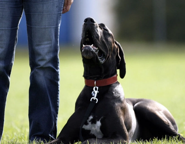 why do dogs mount other dogs why do dogs mount other dogs