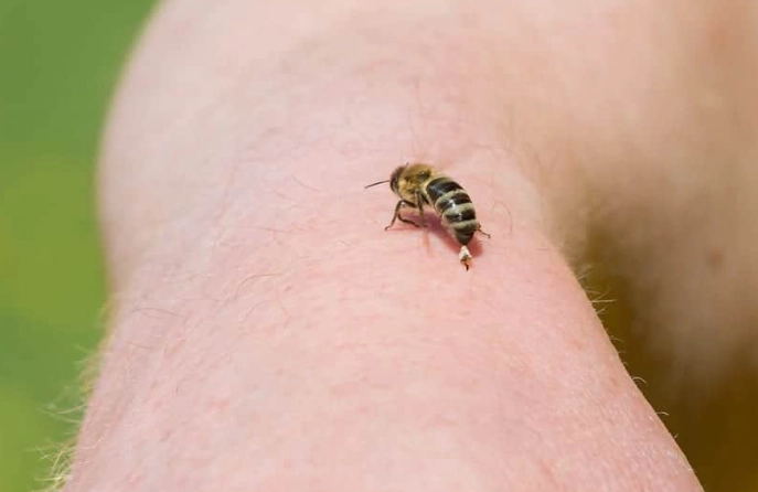 dog allergic reaction to bee sting