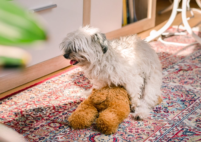 dog humping a lot dog humping a lot